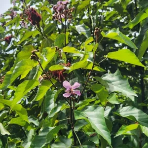 Achiote Live Tree (Bixa Orellana) Pigmento Plant 18-24 Inches Tall - Image 4