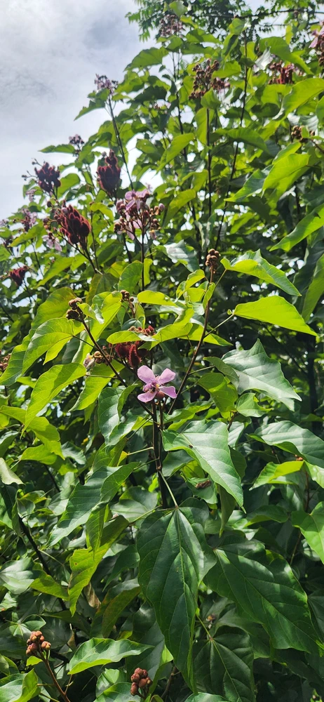 Achiote Live Tree (Bixa Orellana) Pigmento Plant 18-24 Inches Tall - Image 4