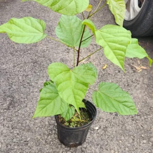 Achiote Live Tree (Bixa Orellana) Pigmento Plant 18-24 Inches Tall - Image 5