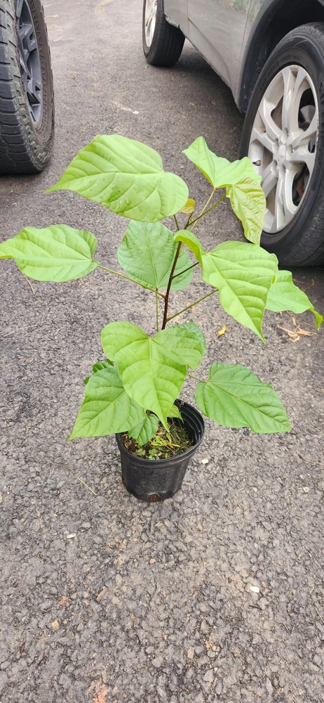 Achiote Live Tree (Bixa Orellana) Pigmento Plant 18-24 Inches Tall - Image 5