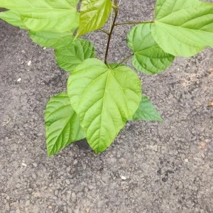 Achiote Live Tree (Bixa Orellana) Pigmento Plant 18-24 Inches Tall - Image 6