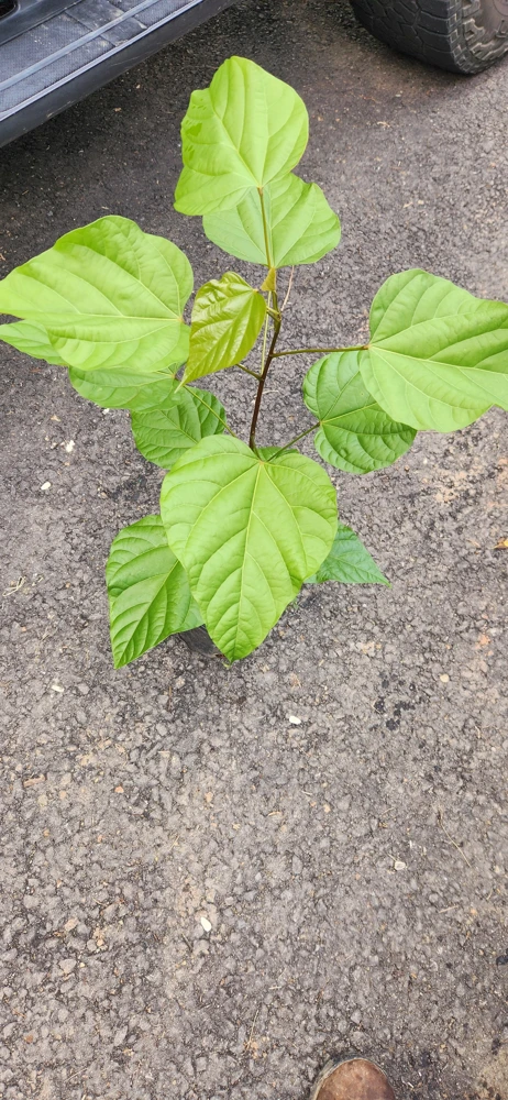 Achiote Live Tree (Bixa Orellana) Pigmento Plant 18-24 Inches Tall - Image 6