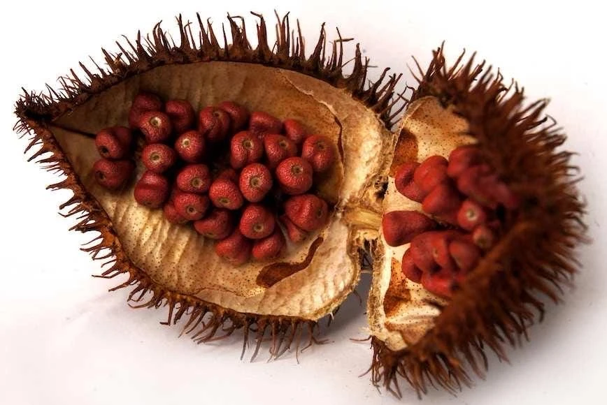Achiote Seeds – 1 Lb Bixa orellana – Natural Food Coloring & Spice - Image 1