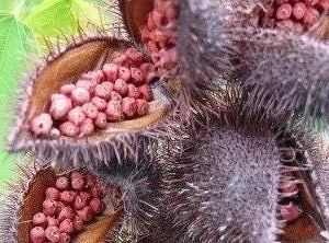 Achiote Seeds – 1 Lb Bixa orellana – Natural Food Coloring & Spice - Image 9