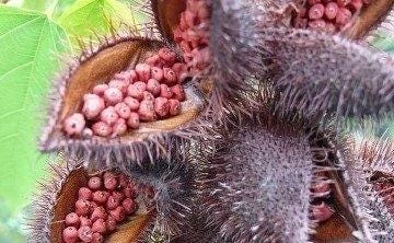 Achiote Seeds – 1 Lb Bixa orellana – Natural Food Coloring & Spice - Image 9