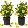 Allamanda Live Plants - Set of 2, 4-6 Inches Tall Tropical Yellow Flowering Shrubs for Outdoor - Image 1