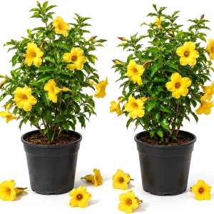 Allamanda Live Plants - Set of 2, 4-6 Inches Tall Tropical Yellow Flowering Shrubs for Outdoor - Image 1