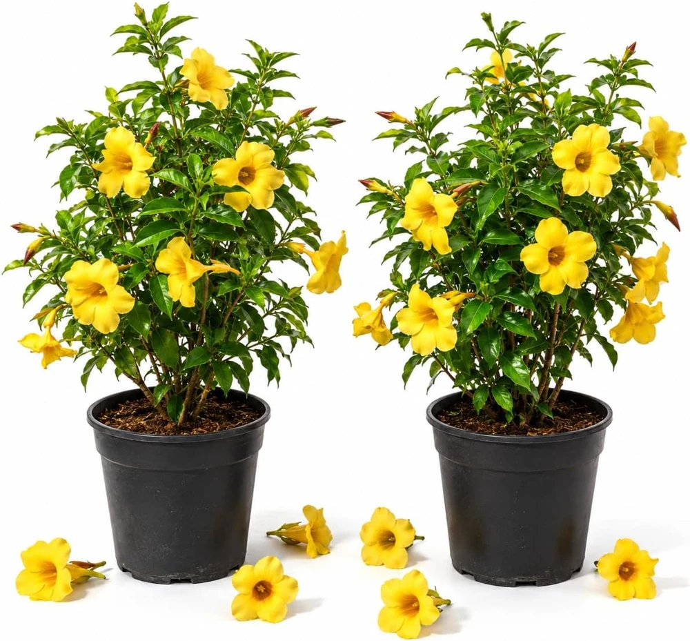 Allamanda Live Plants - Set of 2, 4-6 Inches Tall Tropical Yellow Flowering Shrubs for Outdoor - Image 1