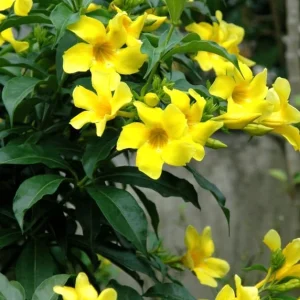 Allamanda Live Plants - Set of 2, 4-6 Inches Tall Tropical Yellow Flowering Shrubs for Outdoor - Image 2