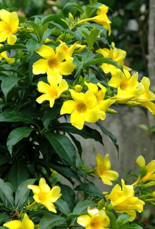 Allamanda Live Plants - Set of 2, 4-6 Inches Tall Tropical Yellow Flowering Shrubs for Outdoor - Image 2