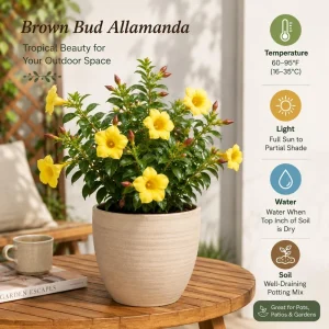 Allamanda Live Plants - Set of 2, 4-6 Inches Tall Tropical Yellow Flowering Shrubs for Outdoor - Image 3