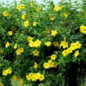 Allamanda Live Plants - Set of 2, 4-6 Inches Tall Tropical Yellow Flowering Shrubs for Outdoor - Image 4