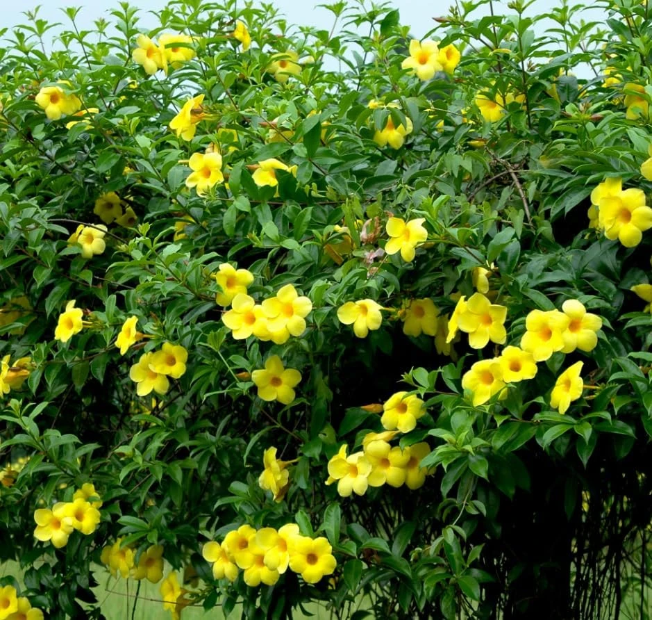 Allamanda Live Plants - Set of 2, 4-6 Inches Tall Tropical Yellow Flowering Shrubs for Outdoor - Image 4