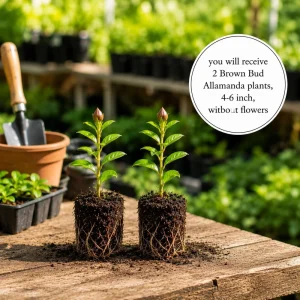 Allamanda Live Plants - Set of 2, 4-6 Inches Tall Tropical Yellow Flowering Shrubs for Outdoor - Image 5