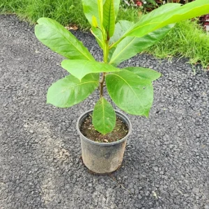 Almond Tree Live Plant – Prunus dulcis – 1 ft Tall Fruit Tree – Outdoor - Image 2