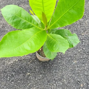 Almond Tree Live Plant – Prunus dulcis – 1 ft Tall Fruit Tree – Outdoor - Image 4