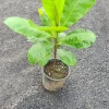 Almond Tree Live Plant (Prunus dulcis) 26-32 Inches Tall Fruiting Tree - Image 1