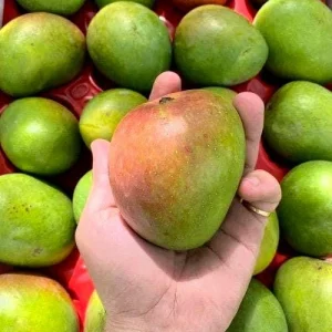 Alphonso Mango Live Plant – Premium Fruit Tree – 12-18 inch Seedling - Image 3