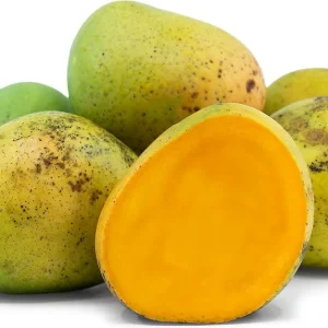 Alphonso Mango Live Plant – Premium Fruit Tree – 12-18 inch Seedling - Image 4