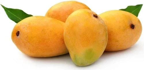 Alphonso Mango Seedling - Live Fruit Tree - 2ft Tall - Outdoor Fruit Plant - Image 3