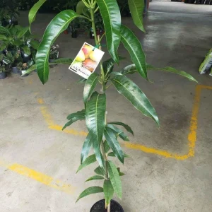 Alphonso Mango Seedling - Live Fruit Tree - 2ft Tall - Outdoor Fruit Plant - Image 5