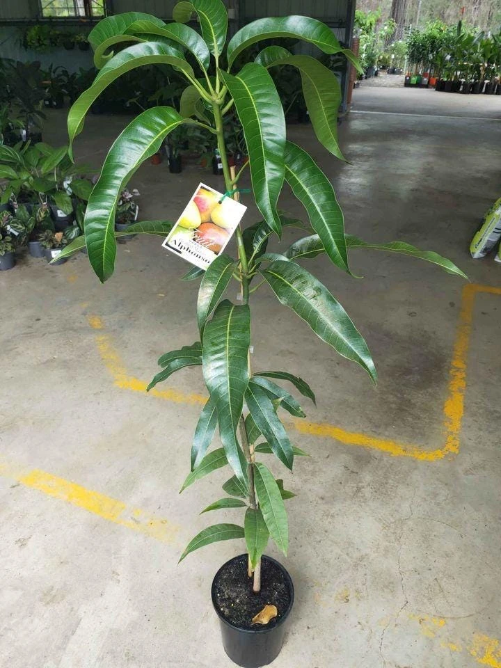 Alphonso Mango Seedling - Live Fruit Tree - 2ft Tall - Outdoor Fruit Plant - Image 5