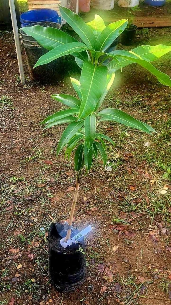 Alphonso Mango Tree Live Plant - Grafted, Early Fruiting, Tropical Fruit - Image 2