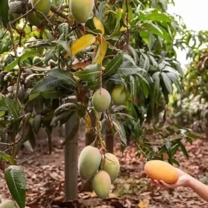 Alphonso Mango Tree Live Plant - Grafted, Early Fruiting, Tropical Fruit - Image 3