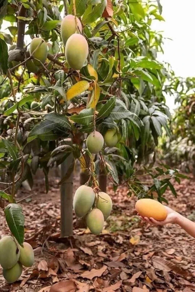 Alphonso Mango Tree Live Plant - Grafted, Early Fruiting, Tropical Fruit - Image 3