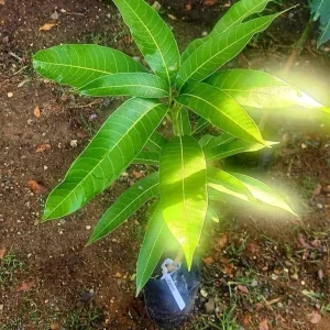 Alphonso Mango Tree Live Plant - Grafted, Early Fruiting, Tropical Fruit - Image 4