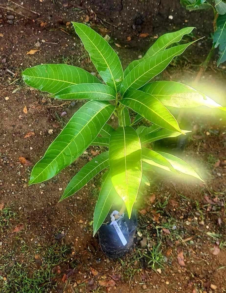 Alphonso Mango Tree Live Plant - Grafted, Early Fruiting, Tropical Fruit - Image 4