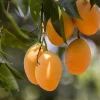 Alphonso Mango Tree Live Plant - Grafted, Early Fruiting, Tropical Fruit - Image 1