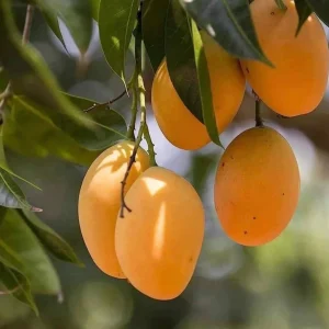 Alphonso Mango Tree Live Plant - Grafted, Early Fruiting, Tropical Fruit - Image 1