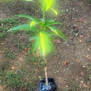 Alphonso Mango Tree Live Plant - Grafted, Early Fruiting, Tropical Fruit - Image 5