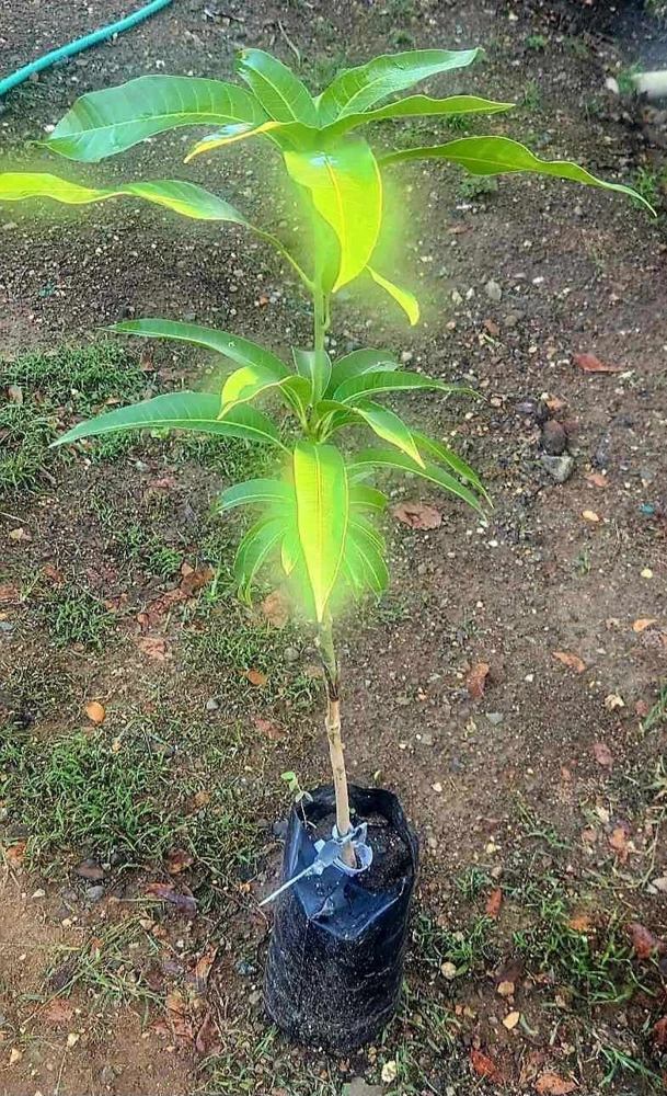 Alphonso Mango Tree Live Plant - Grafted, Early Fruiting, Tropical Fruit - Image 5