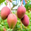 Ambika Grafted Mango Tree Live Plant – 3-4ft Tall – Outdoor Fruit Tree - Image 1