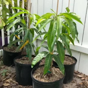 Ambika Grafted Mango Tree Live Plant – 3-4ft Tall – Outdoor Fruit Tree - Image 7