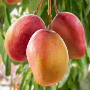 Ambika Mango Tree Live Plant - Sweet & Juicy Fruit - Outdoor Garden - Image 2