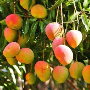 Ambika Mango Tree Live Plant - Sweet & Juicy Fruit - Outdoor Garden - Image 3