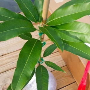 Ambika Mango Tree Live Plant - Sweet & Juicy Fruit - Outdoor Garden - Image 1
