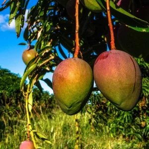 Ambika Mango Tree Live Plant - Sweet & Juicy Fruit - Outdoor Garden - Image 4