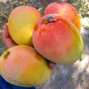 Ambika Mango Tree Live Plant - Sweet & Juicy Fruit - Outdoor Garden - Image 6