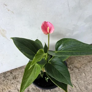 Anthurium Live Plant - Tropical Pink Bloom - NASA Air Purifier Indoor - Image 2