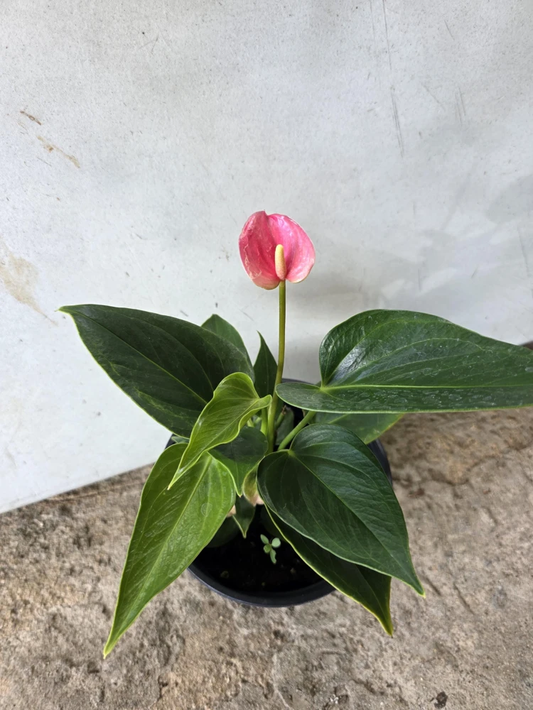 Anthurium Live Plant - Tropical Pink Bloom - NASA Air Purifier Indoor - Image 2