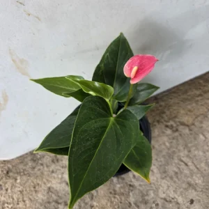 Anthurium Live Plant - Tropical Pink Bloom - NASA Air Purifier Indoor - Image 3