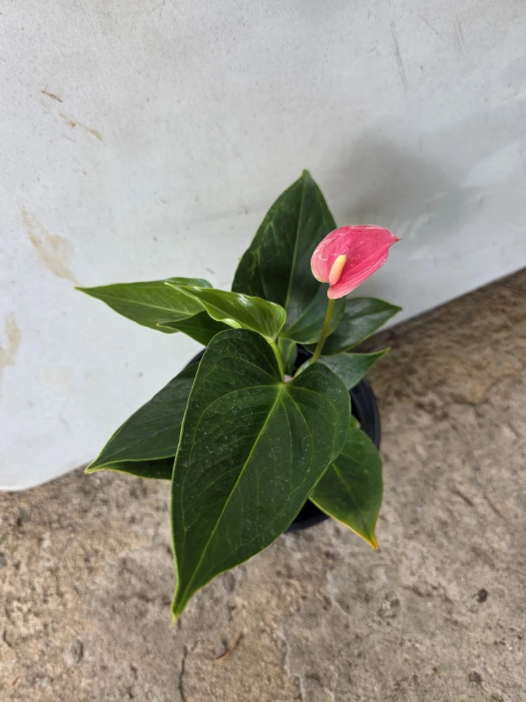 Anthurium Live Plant - Tropical Pink Bloom - NASA Air Purifier Indoor - Image 3