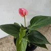 Anthurium Live Plant - Tropical Pink Bloom - NASA Air Purifier Indoor - Image 1