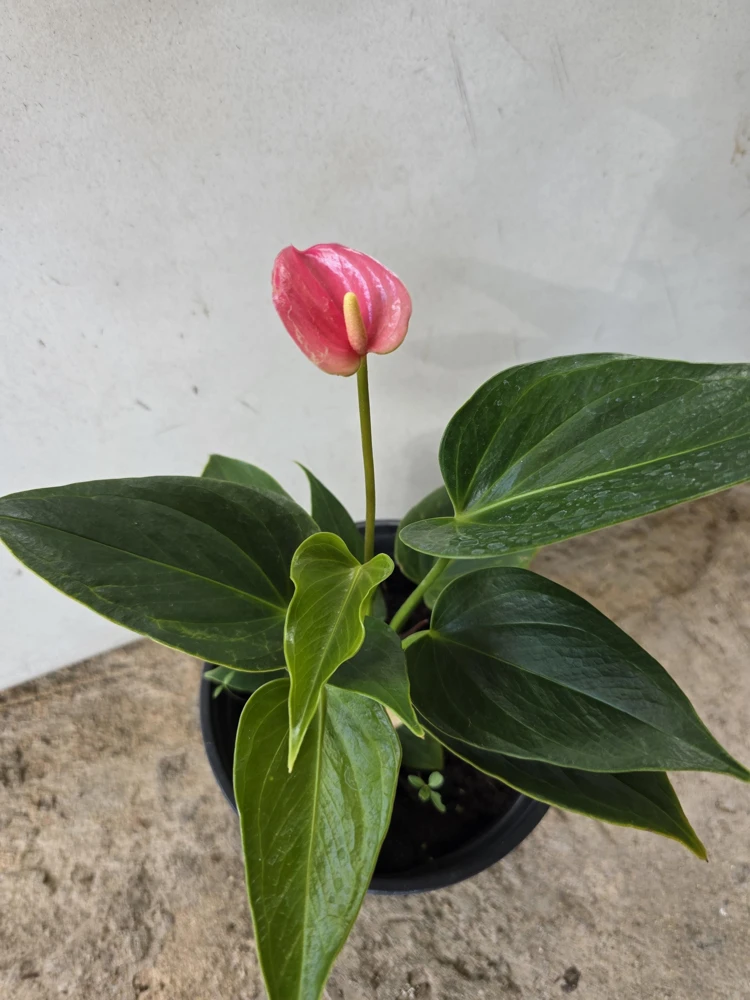 Anthurium Live Plant - Tropical Pink Bloom - NASA Air Purifier Indoor - Image 1