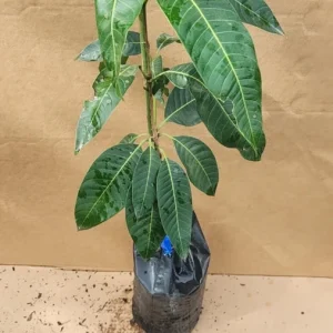 Ataulfo Mango Tree Live Plant – Grafted – 2-3 ft Tall – Sweet, Fiberless Fruit - Image 3