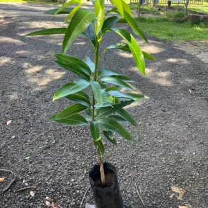 Ataulfo Mango Tree Live Plant – Grafted – 2-3 ft Tall – Sweet, Fiberless Fruit - Image 6